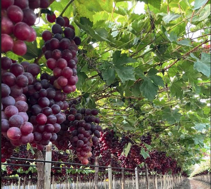 Atitlan entra en Ecosac para desarrolllar el primer productor de uva en Perú