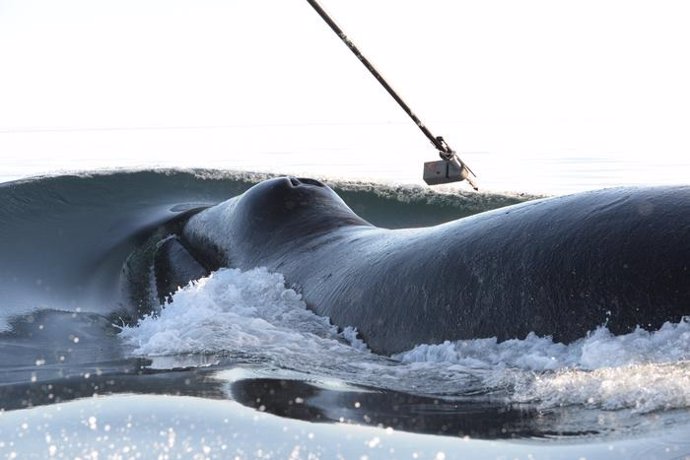 Un estudio revela que dos ballenas de Groenlandia bucearon en sincronía durante una semana pese a estar a cientos de km