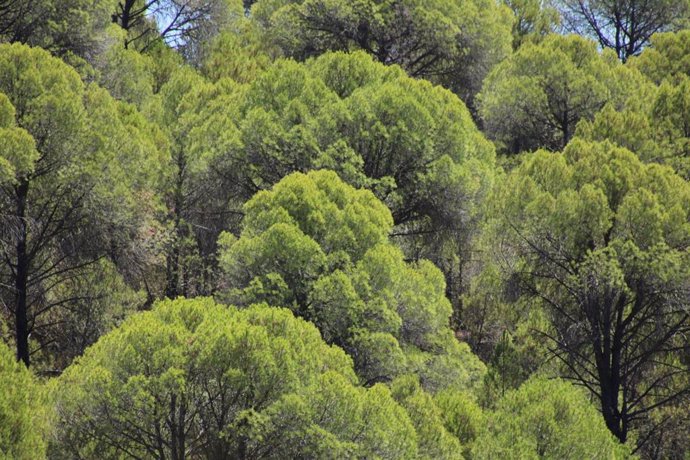 Archivo - Bosque, ayudas forestales (recurso)