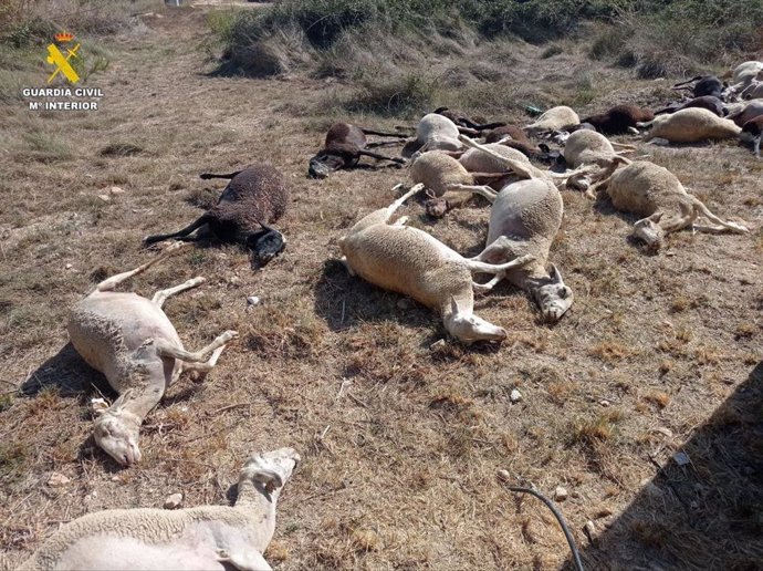 Imagen de las ovejas fallecidas