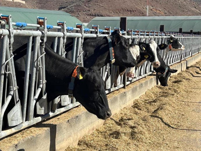 Explotación ganadera con vacas