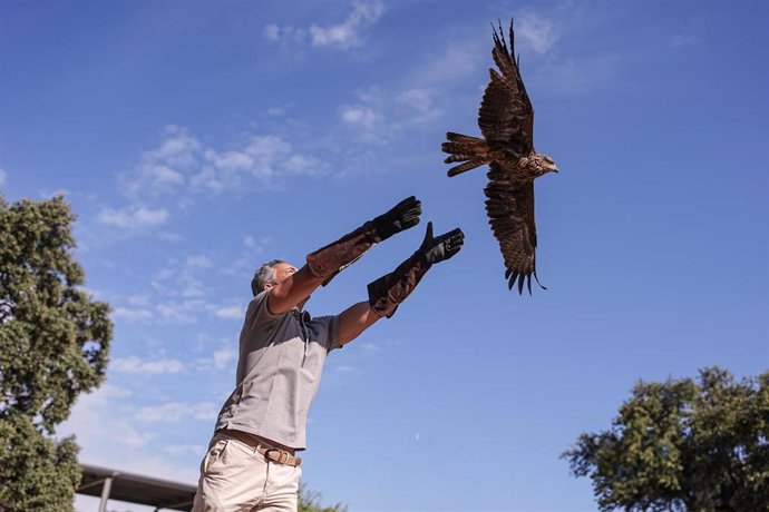 El consejero madrileño de Medio Ambiente, Carlos Novillo, ha liberado hoy un milano negro tras su rehabilitación en el Centro de Recuperación de Animales Silvestres (CRAS) , en Tres Cantos, considerado uno de los mejores de Europa