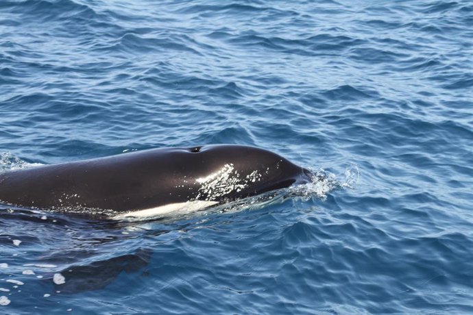 Orcas en aguas del Estrecho de Gibraltar.