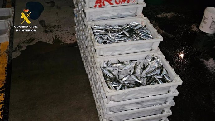 Sardinas pescadas por una embarcación profesional en una zona prohibida en el puerto de La Luz y de Las Palmas