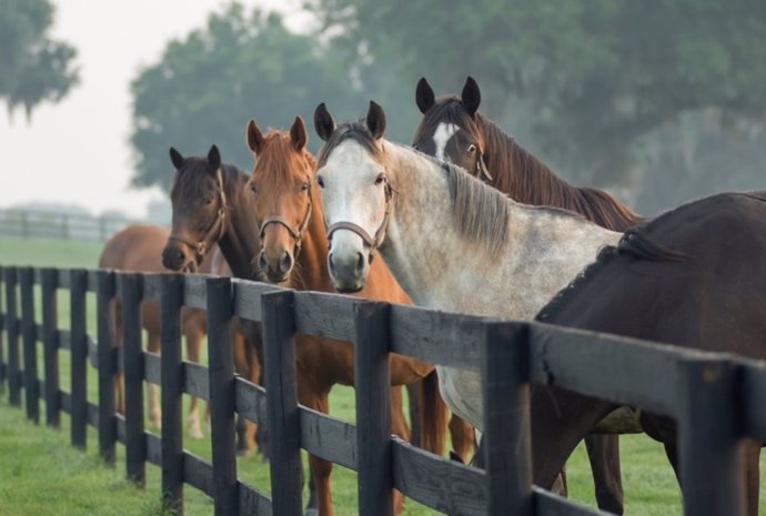 Los caballos son más inteligentes de lo pensado