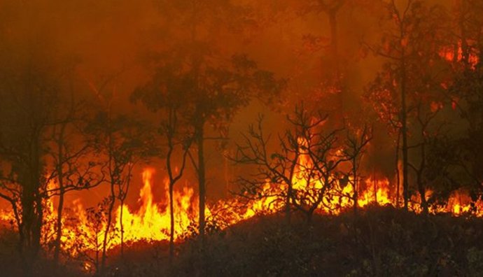 El cambio climático aumentó las probabilidades de incendios forestales sin precedentes en 2023-24