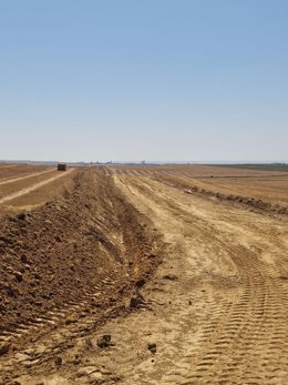 Junta y diputaciones acuerdan actualizar e intensificar las medidas para evitar la plaga de topillos.