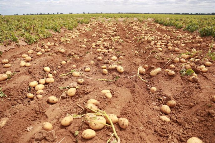 Archivo - La UAGR ha puesto de ejemplo la caída en el cultivo de la patata en La Rioja