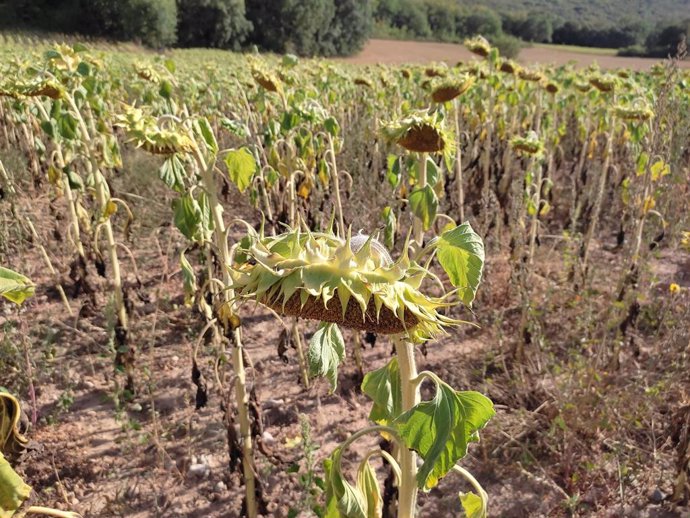 Archivo - Un campo de girasoles.