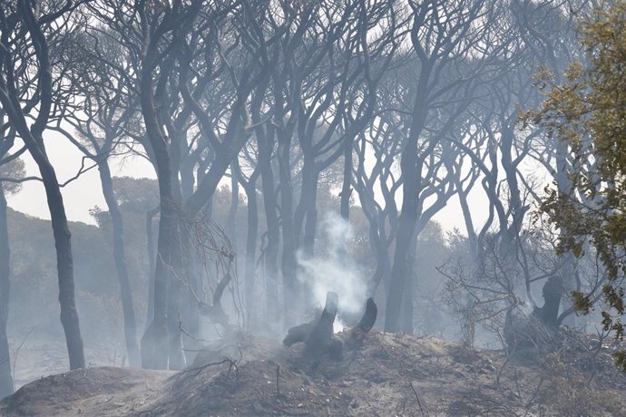 Archivo - El parque de las Canteras, en Puerto Real (Cádiz), afectado por el incendio declarado el 6 de agosto de 2023. ARCHIVO.