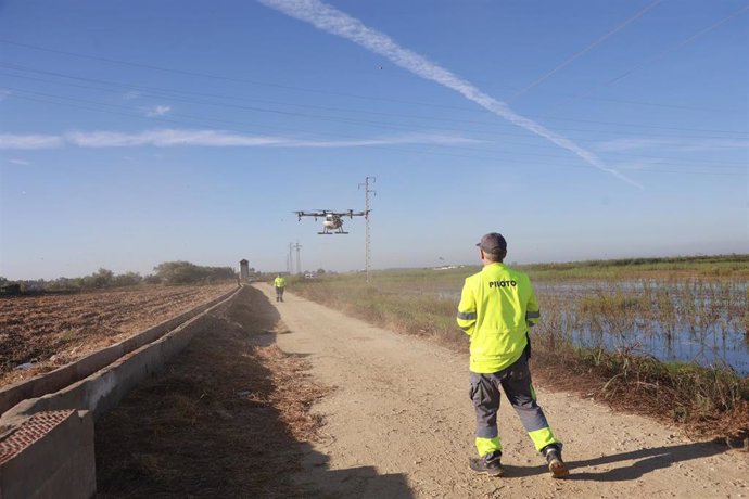 Un dron interviene en la campaña para el tratamiento contra los mosquitos que propagan el Virus del Nilo Occidental (VNO) sobre un arrozal. A 13 de agosto de 2024, en La Puebla del Río