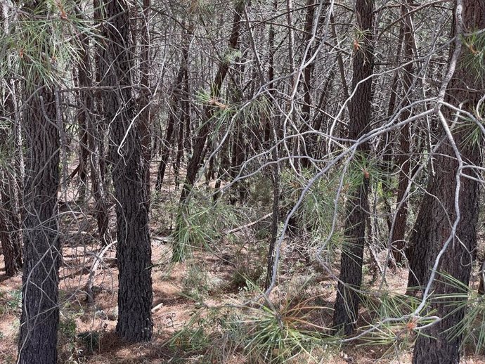 Zona quemada en el Parque Nacional de Monfragüe.