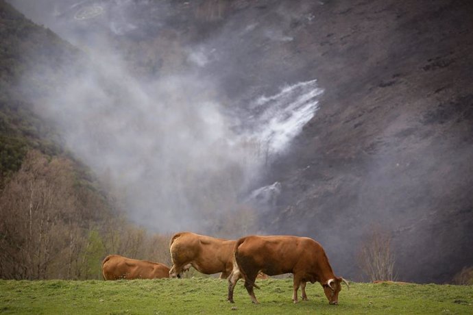 Archivo - Varias vacas pastan con un fonde de monte quemado en O Sollío, a 30 de marzo de 2023, en O Sollío, Baleira, Lugo, Galicia (España). 