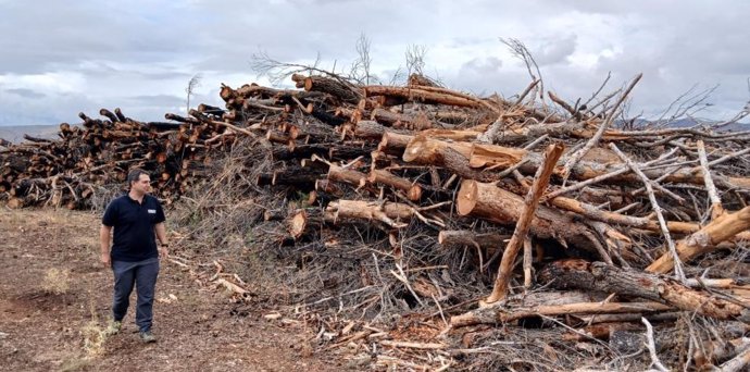 Marco Lorenzo junto a una de las pilas de madera preparadas para su saca del monte.