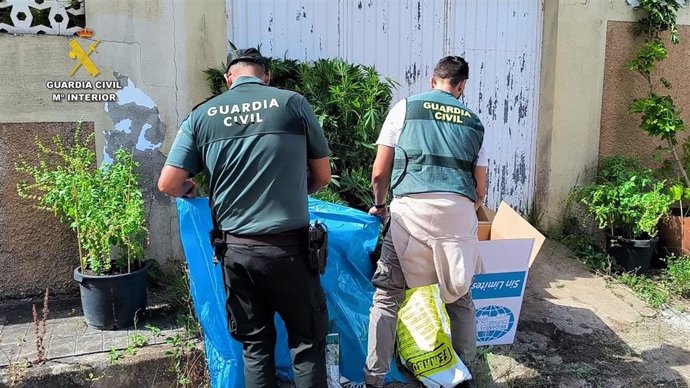 La Guardia Civil procede a la incautación de plantas de marihuana en una vivienda en el municipio de Arucas