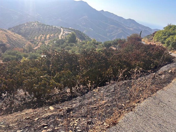 Zona afectada por el incendio de Almuñécar.