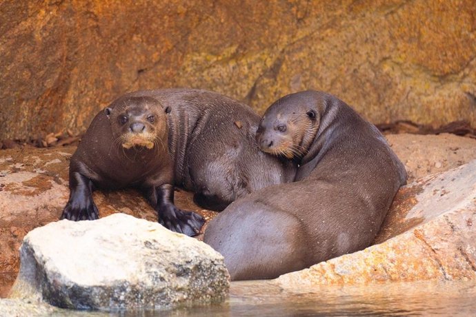 Una pareja de la especie de nutria más grande del mundo, Umi y Bruno