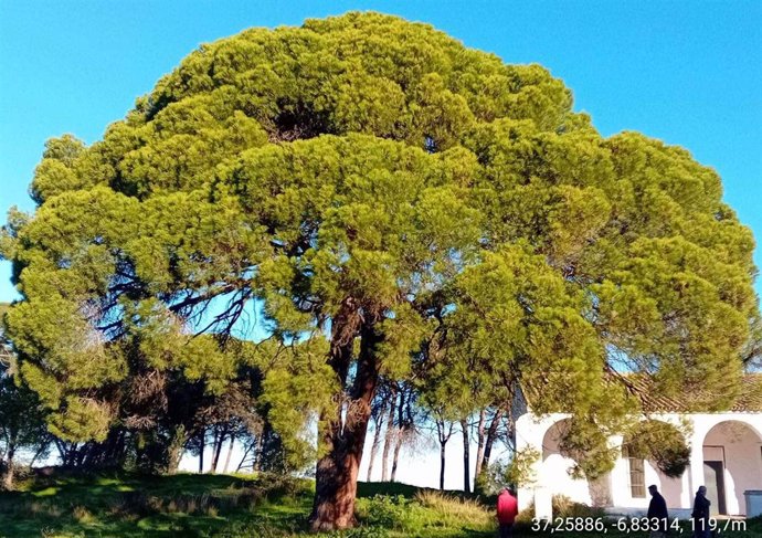 Pino de Fuentepiña, en Moguer (Huelva).