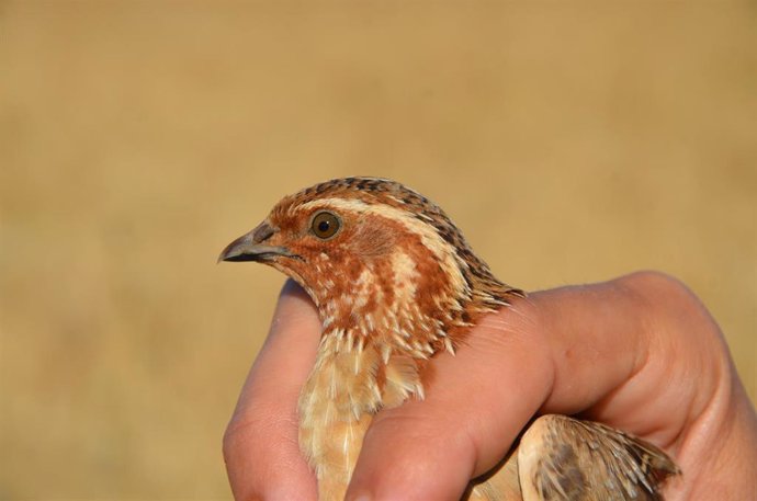 Archivo - Codorniz Común (Coturnix coturnix)