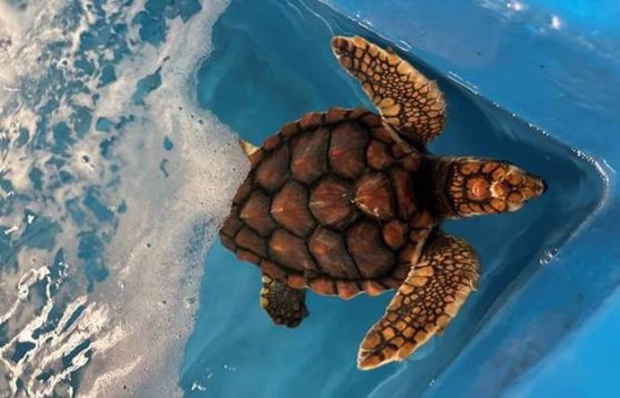 El Aquarium de San Sebastián reintroducirá tres tortugas en el mar