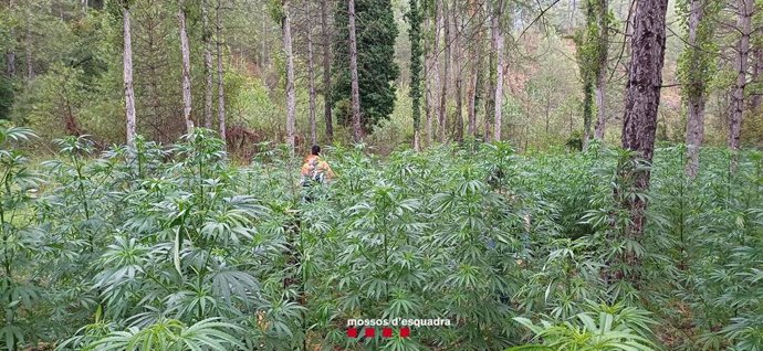 Plantación de marihuana desmantelada por los Mossos d'Esquadra en l'Alt Urgell