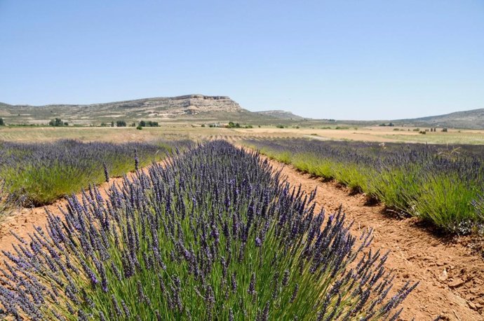 Cultivos de lavanda en el Noroeste de la Región de Murcia.