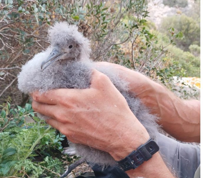 Pardela balear ('puffinus mauretanicus').