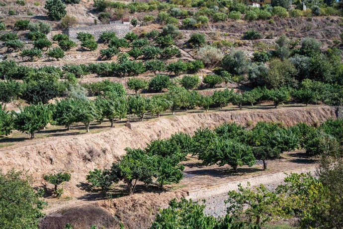 Archivo - Archivo.-  Huerta tropical en Almería, Andalucía, España.