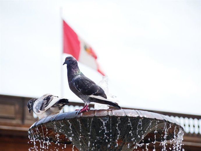 Archivo - March 21, 2021, Lima, Lima, Peru: Pigeons perched on a pool in front of the Peruvian flag. The general elections in Peru will take place on April 11th.
