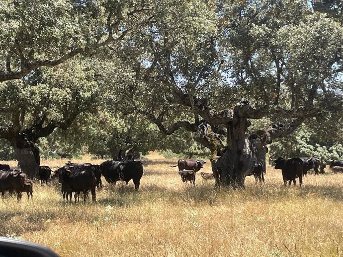 Archivo - Toros de lidia en la dehesa.