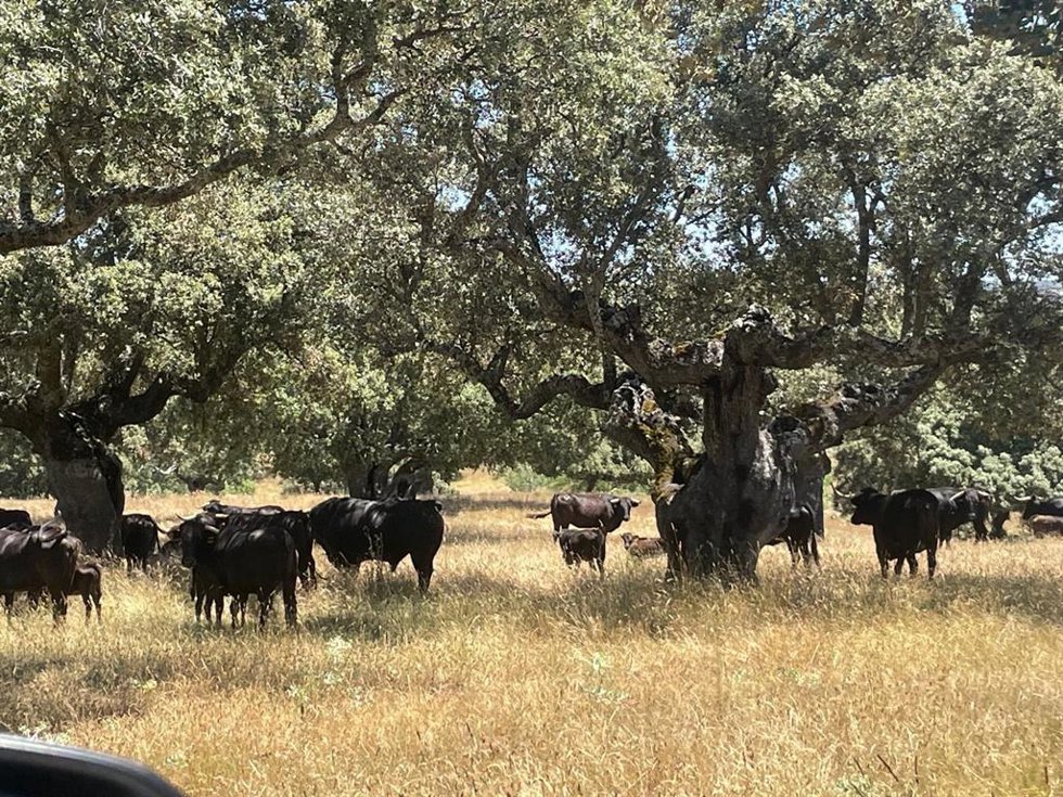 Archivo - Toros de lidia en la dehesa.