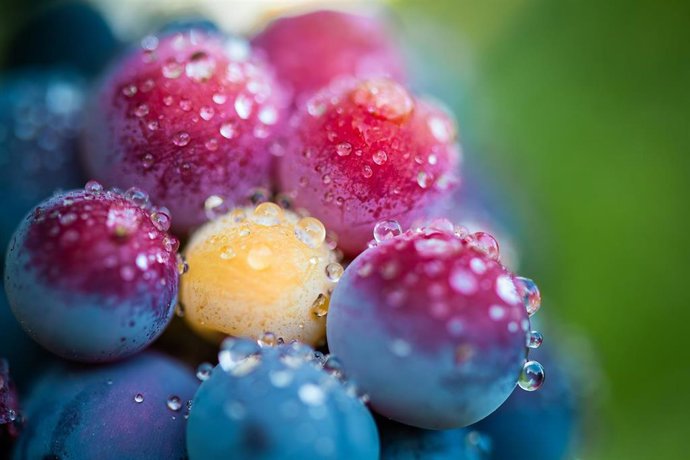 Fotografía premiada de la pasada edición