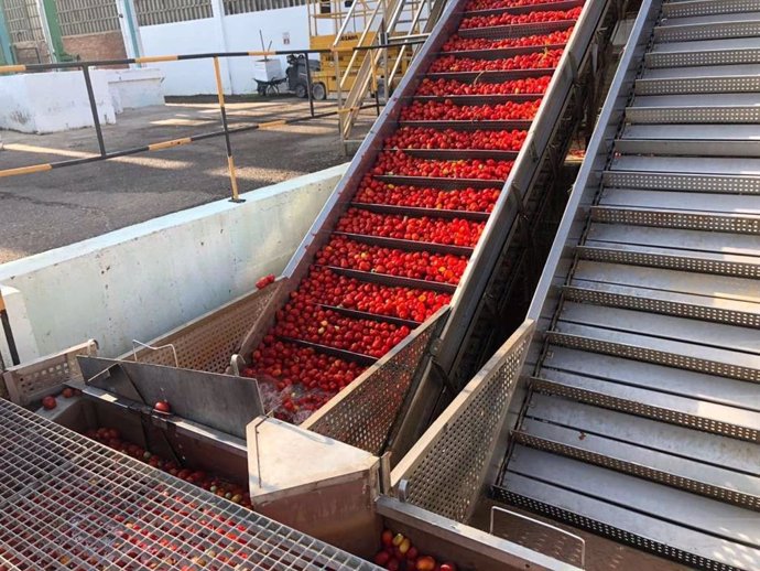 Archivo - Tomate en una fábrica de procesado