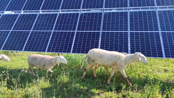 Endesa ha integrado el uso del suelo con el sector primario, contando con pastores locales cuyas ovejas ayudan al desbroce natural del terreno.