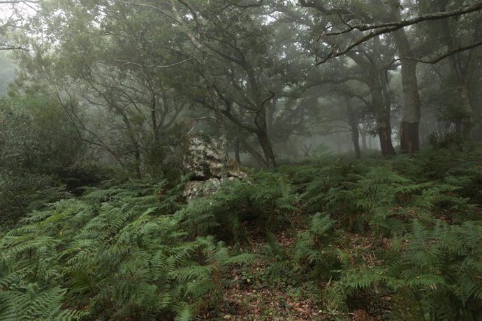 Archivo - Imágenes del Bosque de Niebla del Parque Natural de Los Alcornocales, a 18 de julio de 2024, en Algeciras, Cádiz, (Andalucía, España). 