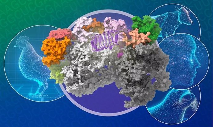 Estructura del complejo de replicación del virus de la gripe