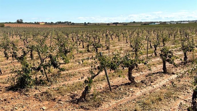 Daños en viña en Alborea y Casas Ibáñez