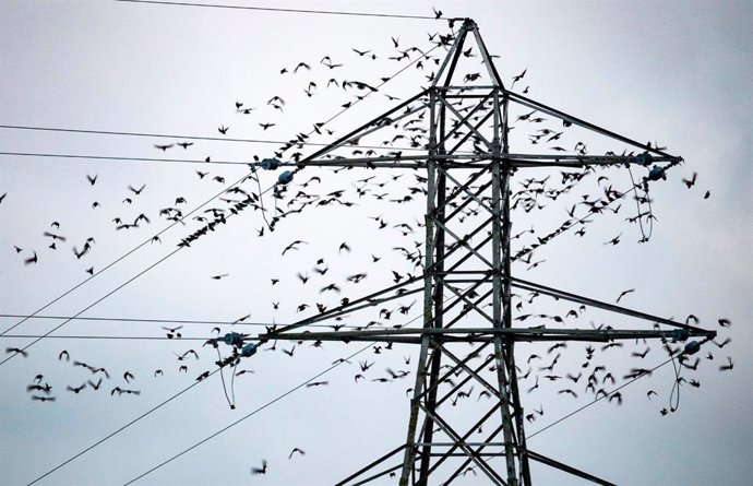 Aves en una antena eléctrica