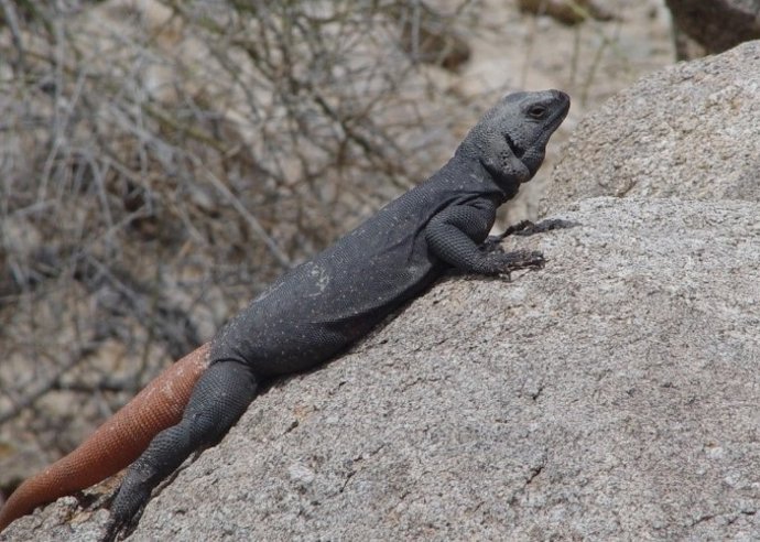Un chuckwalla macho (un tipo de iguana que habita en el desierto) que fue visto cerca de Phoenix, Arizona.