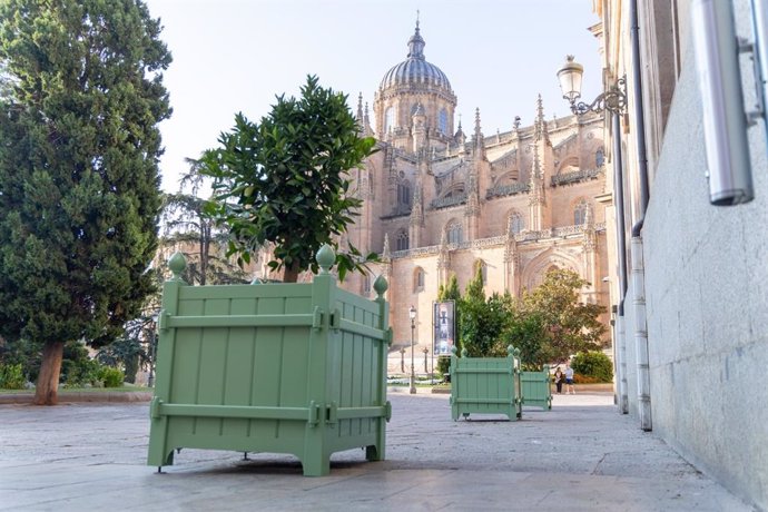 Maceteros con naranjos en la calle Compañía de Salamanca.