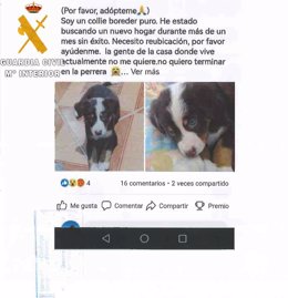 Imagen obtenida en la operación contra un grupo criminal en Bizkaia dedicado a la estafa en la compraventa de mascotas por internet