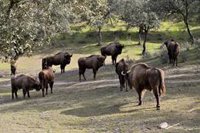 El incendio de Andújar (Jaén) afecta a un tercio de la finca que alberga bisontes, aunque los animales "están bien"