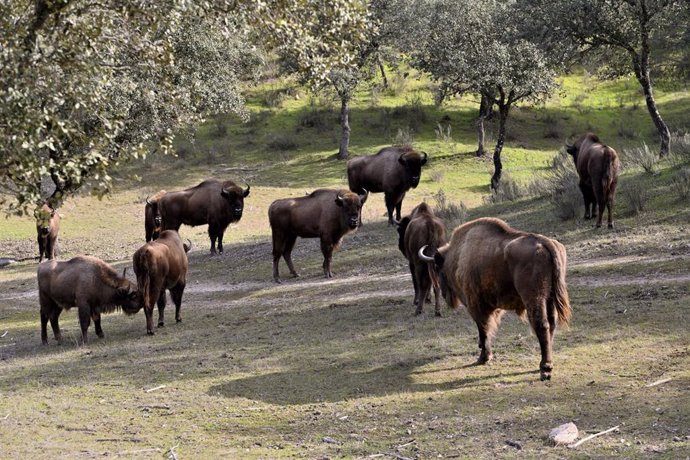 Archivo - Bisontes europeos en la Sierra de Andújar.