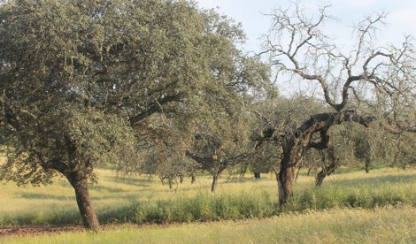 Es Andalucía - Sevilla