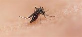 Foto: Día Mundial del Mosquito: La OMS advierte sobre los peligros que suponen por las enfermedades que trasmiten