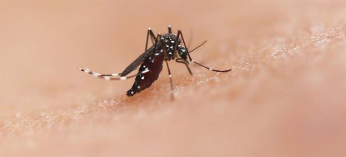 La especie de mosquito Aedes puede transmitir enfermedades como el chikungunya, el dengue y el zika