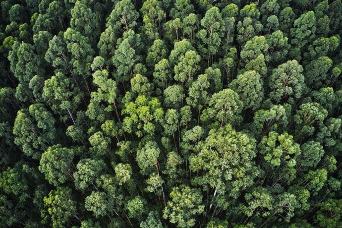 COPADE busca combatir la deforestación con 'Bosques vivos', una iniciativa para concienciar a más de 50.000 personas