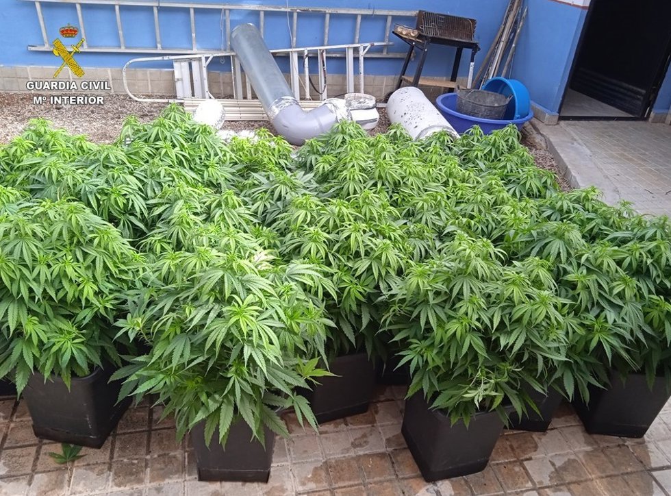 La Operación Lorcairen de la Guardia Civil desmantela tres puntos de cultivo y venta de marihuana en Tomelloso y Socuéllamos