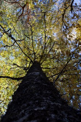 Archivo - Imagen de archivo de un árbol