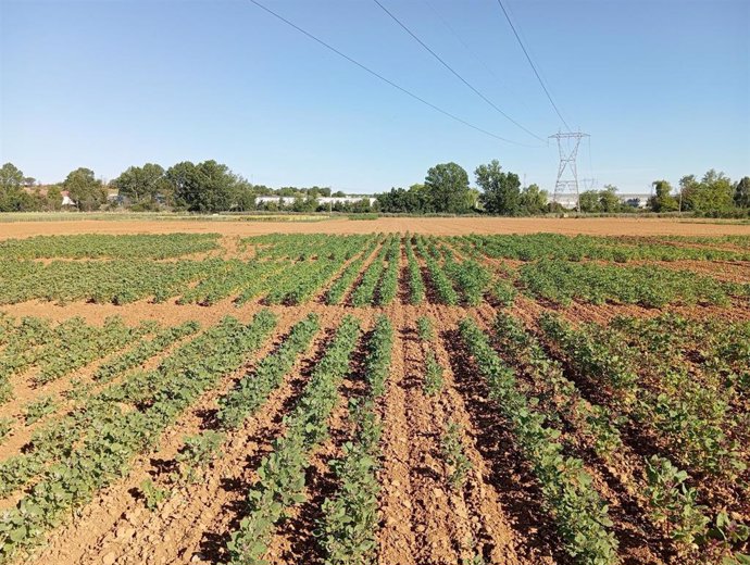 Plantación de quinoa en el Itacyl.